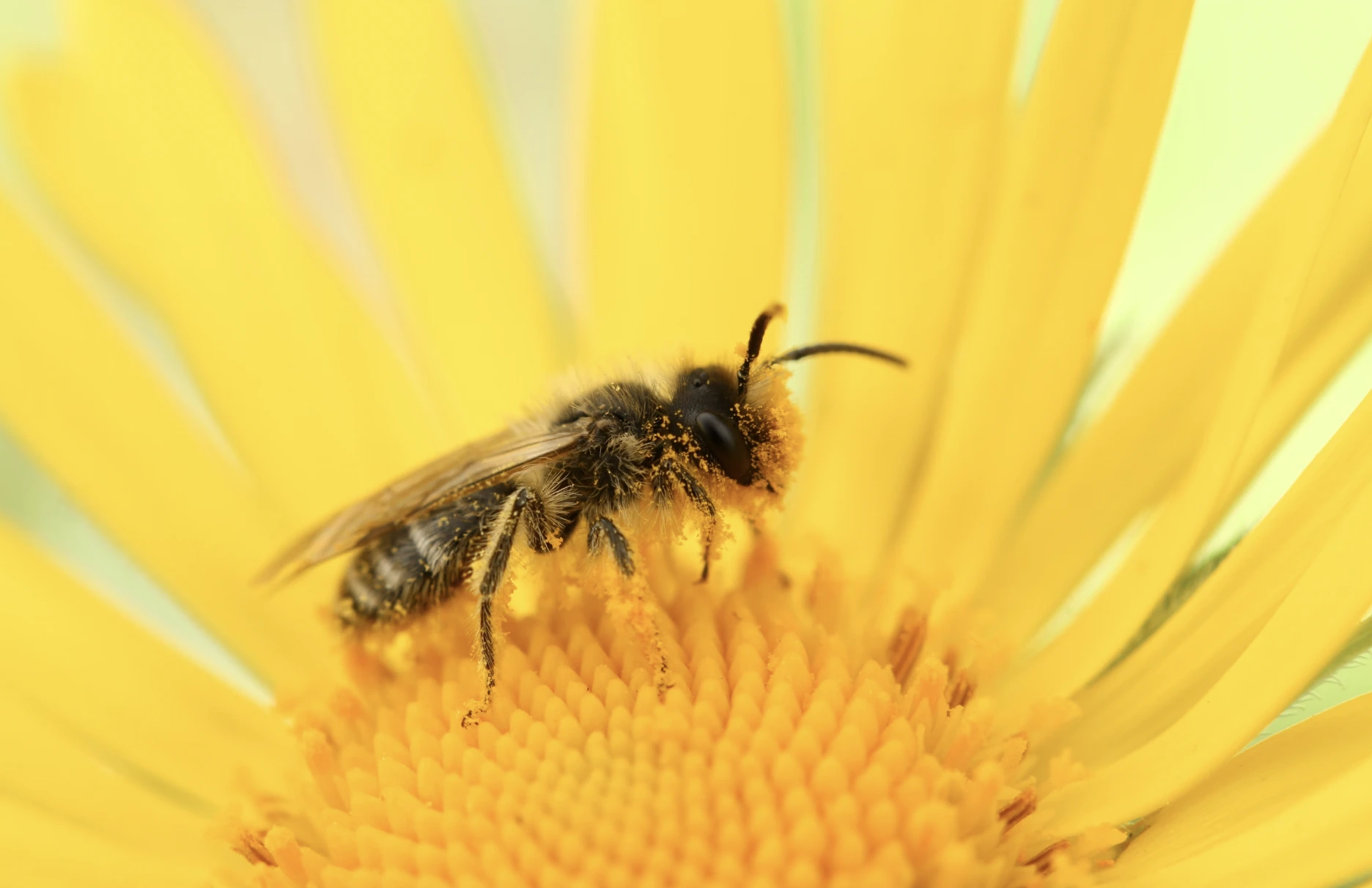 D&eacute;couverte Rare d&rsquo;une Abeille Stoppe les Plans de Meta pour un Centre de Donn&eacute;es Aliment&eacute; par &Eacute;nergie Nucl&eacute;aire IA