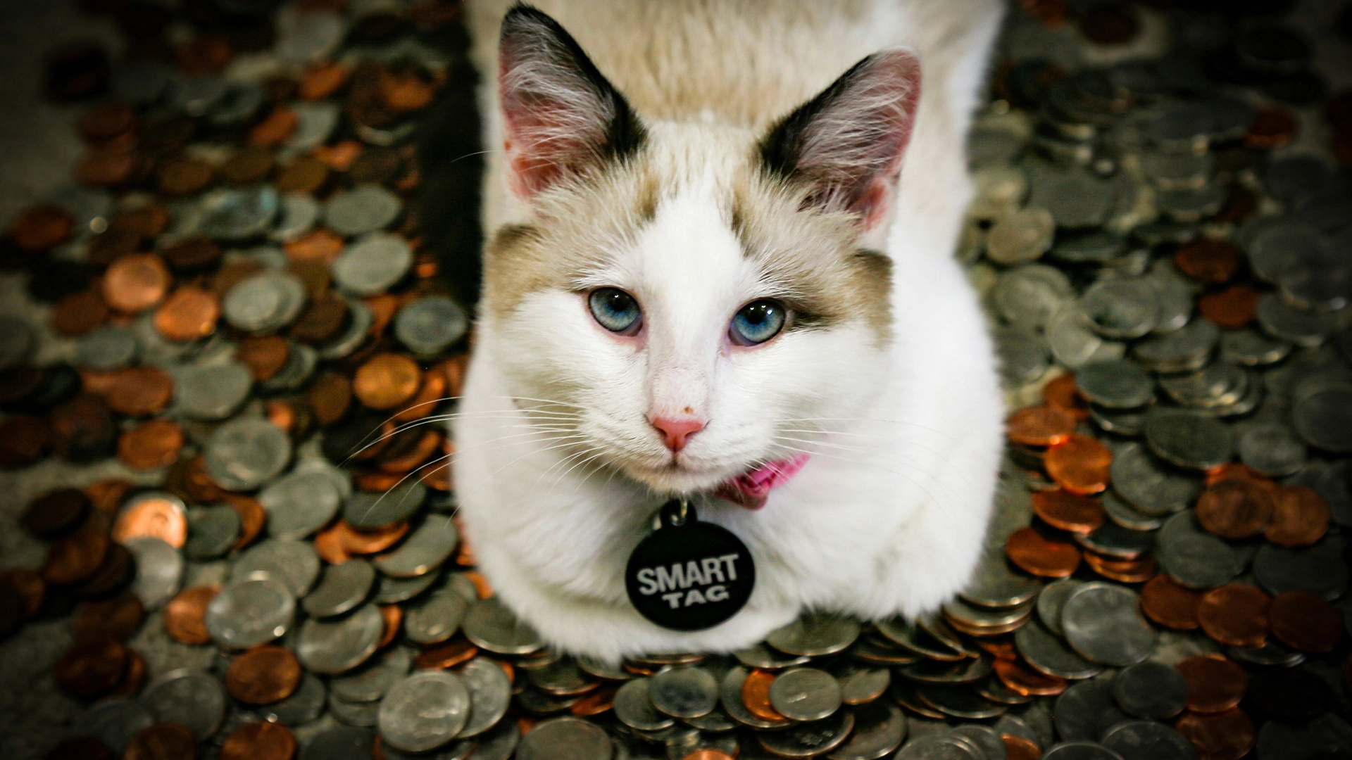 La Puce de Votre Chat pourrait Propager des Logiciels Malveillants, pr&eacute;viennent les Chercheurs