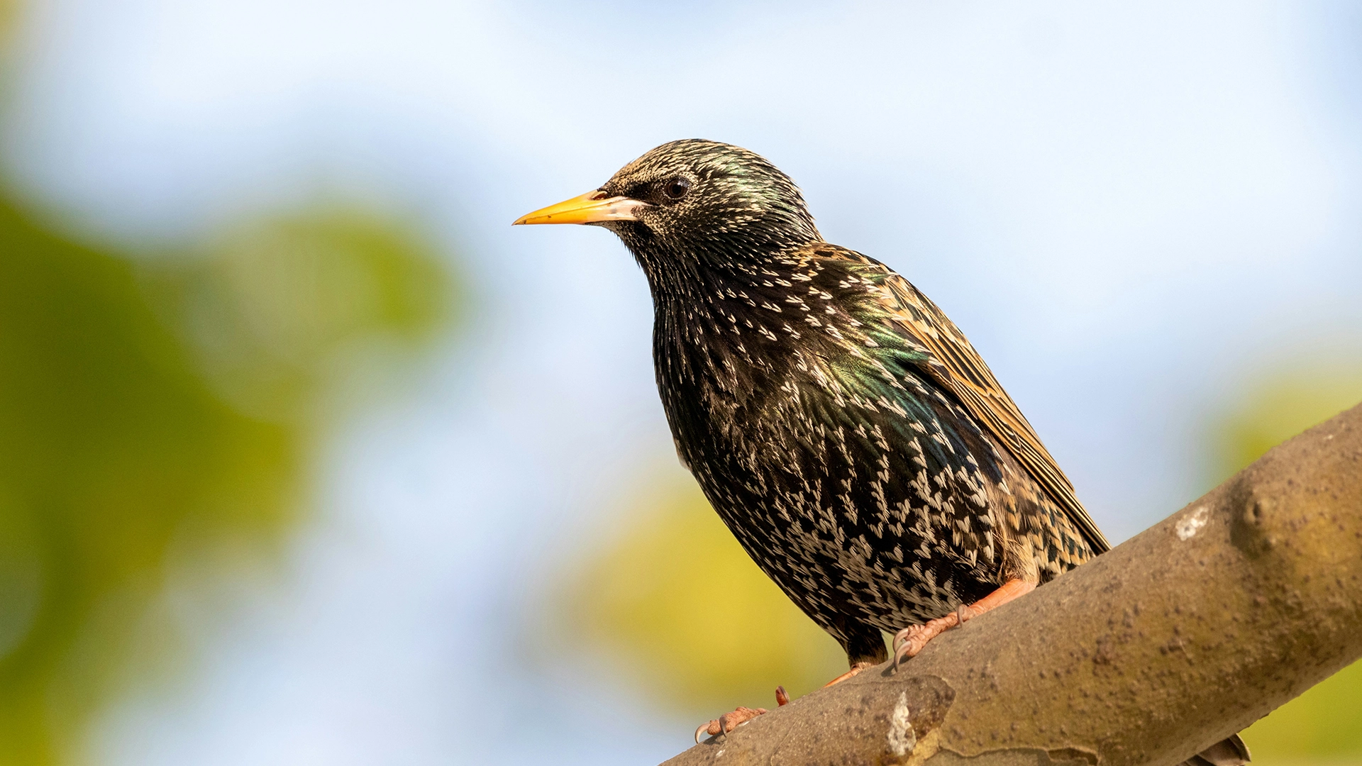 Des Chercheurs Exp&eacute;rimentent Comment Stocker des Donn&eacute;es Sur un Oiseau